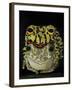 Horny Toads 2-Leah Saulnier-Framed Giclee Print