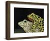 Horny Toads 3-Leah Saulnier-Framed Premium Giclee Print