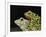 Horny Toads 3-Leah Saulnier-Framed Giclee Print
