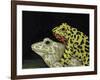 Horny Toads 3-Leah Saulnier-Framed Giclee Print