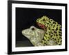 Horny Toads 3-Leah Saulnier-Framed Giclee Print