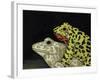 Horny Toads 3-Leah Saulnier-Framed Giclee Print