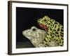 Horny Toads 3-Leah Saulnier-Framed Giclee Print