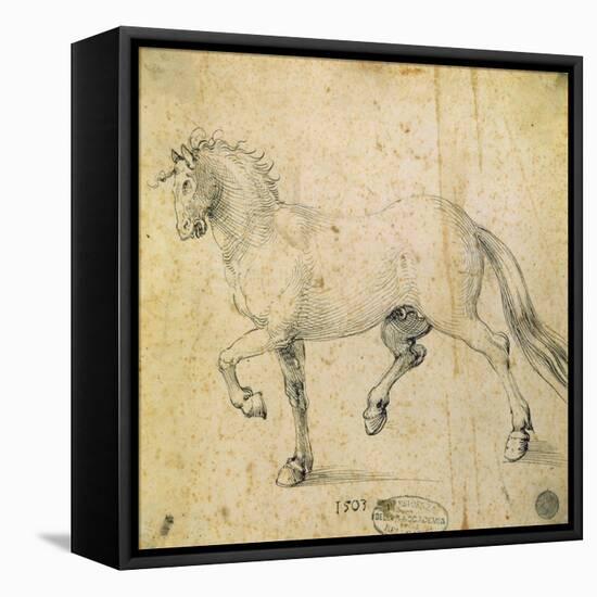 Horse, 1503-Albrecht Dürer-Framed Stretched Canvas