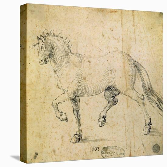 Horse, 1503-Albrecht Dürer-Stretched Canvas