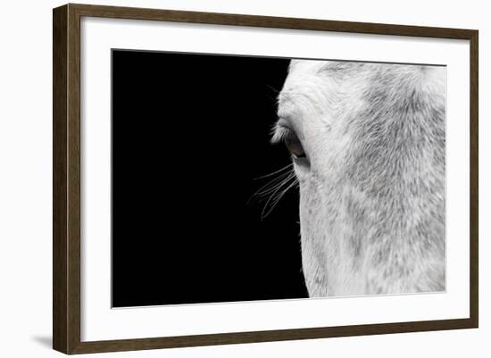 Horse, adult, close-up of head, eyelashes and eye-David Burton-Framed Photographic Print