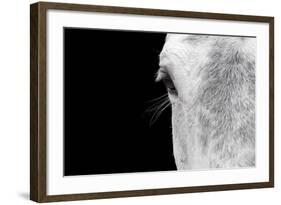 Horse, adult, close-up of head, eyelashes and eye-David Burton-Framed Photographic Print