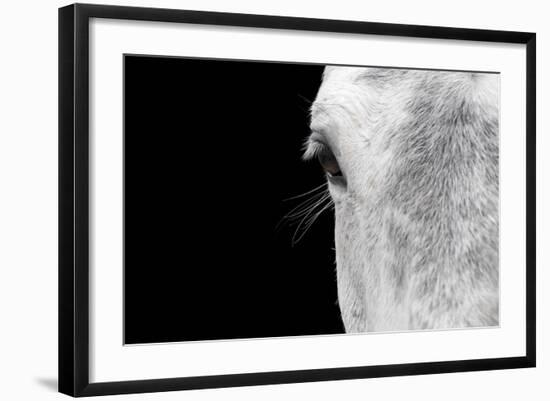 Horse, adult, close-up of head, eyelashes and eye-David Burton-Framed Photographic Print