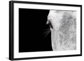 Horse, adult, close-up of head, eyelashes and eye-David Burton-Framed Photographic Print