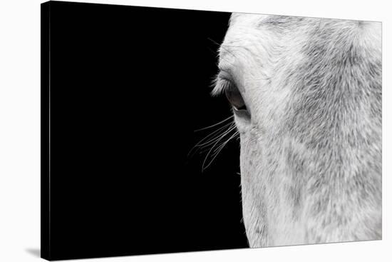Horse, adult, close-up of head, eyelashes and eye-David Burton-Stretched Canvas