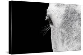 Horse, adult, close-up of head, eyelashes and eye-David Burton-Stretched Canvas