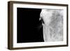 Horse, adult, close-up of head, eyelashes and eye-David Burton-Framed Photographic Print