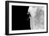 Horse, adult, close-up of head, eyelashes and eye-David Burton-Framed Photographic Print