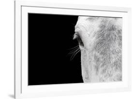 Horse, adult, close-up of head, eyelashes and eye-David Burton-Framed Photographic Print