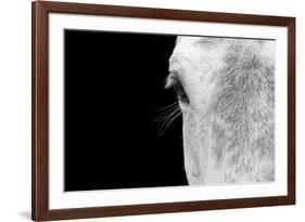 Horse, adult, close-up of head, eyelashes and eye-David Burton-Framed Photographic Print