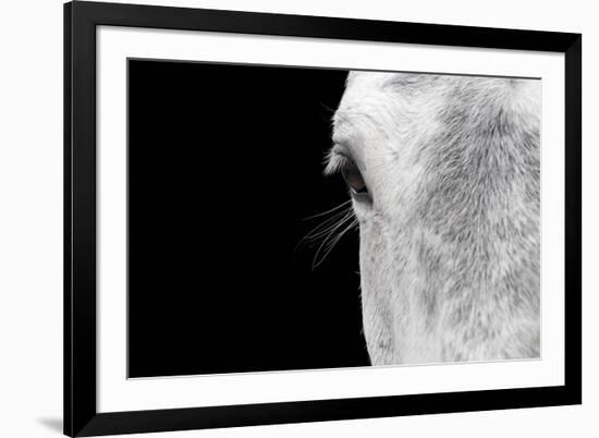 Horse, adult, close-up of head, eyelashes and eye-David Burton-Framed Photographic Print