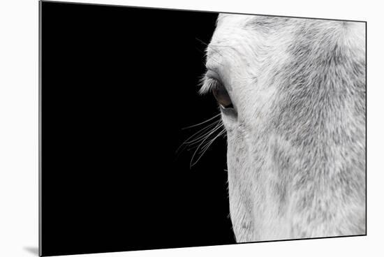 Horse, adult, close-up of head, eyelashes and eye-David Burton-Mounted Photographic Print