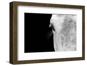 Horse, adult, close-up of head, eyelashes and eye-David Burton-Framed Photographic Print