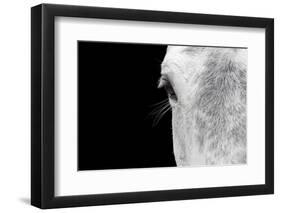 Horse, adult, close-up of head, eyelashes and eye-David Burton-Framed Photographic Print