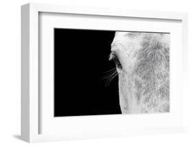 Horse, adult, close-up of head, eyelashes and eye-David Burton-Framed Photographic Print