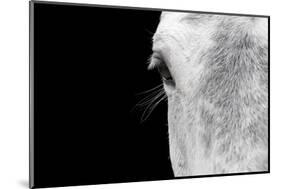 Horse, adult, close-up of head, eyelashes and eye-David Burton-Mounted Photographic Print
