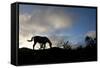 Horse and Arenal Volcano, Costa Rica-Paul Souders-Framed Stretched Canvas