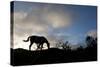 Horse and Arenal Volcano, Costa Rica-Paul Souders-Stretched Canvas