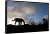 Horse and Arenal Volcano, Costa Rica-Paul Souders-Framed Stretched Canvas