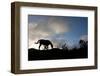 Horse and Arenal Volcano, Costa Rica-Paul Souders-Framed Photographic Print