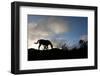 Horse and Arenal Volcano, Costa Rica-Paul Souders-Framed Photographic Print