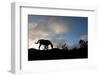 Horse and Arenal Volcano, Costa Rica-Paul Souders-Framed Photographic Print