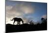 Horse and Arenal Volcano, Costa Rica-Paul Souders-Mounted Photographic Print