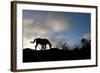 Horse and Arenal Volcano, Costa Rica-Paul Souders-Framed Photographic Print