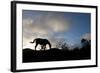 Horse and Arenal Volcano, Costa Rica-Paul Souders-Framed Photographic Print