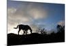 Horse and Arenal Volcano, Costa Rica-Paul Souders-Mounted Photographic Print