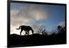 Horse and Arenal Volcano, Costa Rica-Paul Souders-Framed Photographic Print