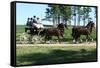 Horse and Buggy 2 Photo Art Print Poster-null-Framed Stretched Canvas