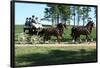 Horse and Buggy 2 Photo Art Print Poster-null-Framed Poster