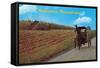 Horse and Buggy, Intercourse-null-Framed Stretched Canvas