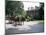 Horse and Carriage in Lee Avenue, Lexington, Virginia, United States of America, North America-Pearl Bucknall-Mounted Photographic Print