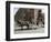 Horse and Carriage in Main Market Square, Old Town District, Krakow, Poland-R H Productions-Framed Photographic Print