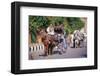 Horse and carriage on Riverside Drive in Luxor, Thebes West, Kena, Egypt-null-Framed Art Print