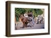 Horse and carriage on Riverside Drive in Luxor, Thebes West, Kena, Egypt-null-Framed Art Print