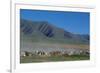 Horse and cattle herd at Tafi dell Valle near Tucuman, Argentina-null-Framed Premium Giclee Print