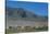 Horse and cattle herd at Tafi dell Valle near Tucuman, Argentina-null-Stretched Canvas