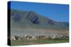 Horse and cattle herd at Tafi dell Valle near Tucuman, Argentina-null-Stretched Canvas