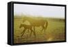 Horse and Foal Running in Pasture, Side View-Henry Horenstein-Framed Stretched Canvas