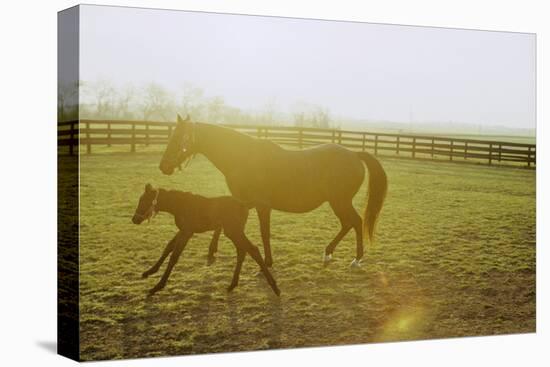 Horse and Foal Running in Pasture, Side View-Henry Horenstein-Stretched Canvas