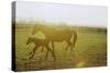 Horse and Foal Running in Pasture, Side View-Henry Horenstein-Stretched Canvas