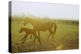Horse and Foal Running in Pasture, Side View-Henry Horenstein-Stretched Canvas